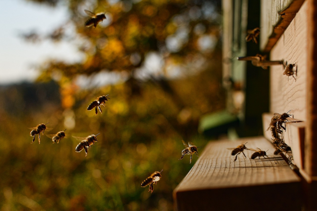 honeybees on their way