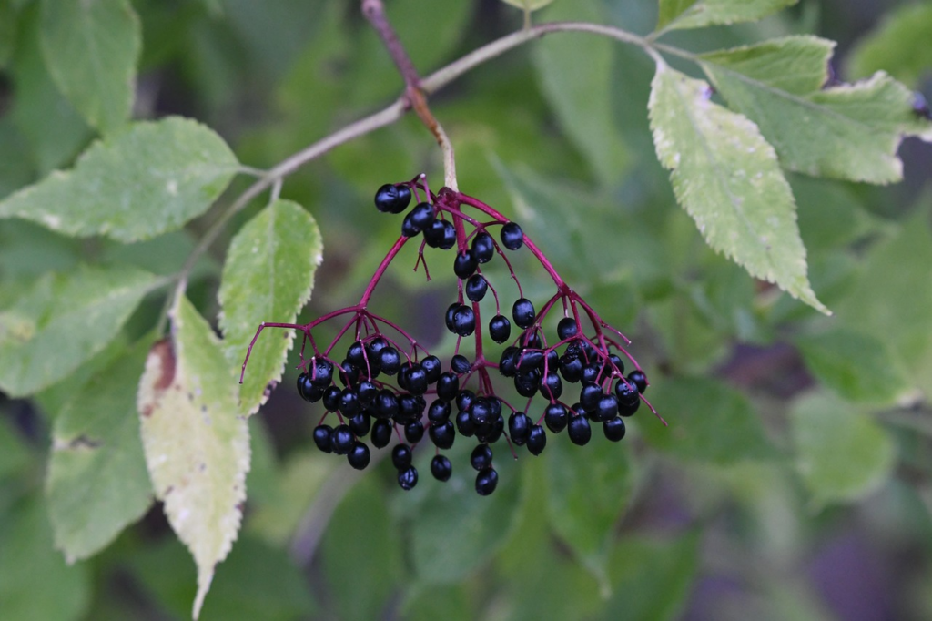 elderberries
