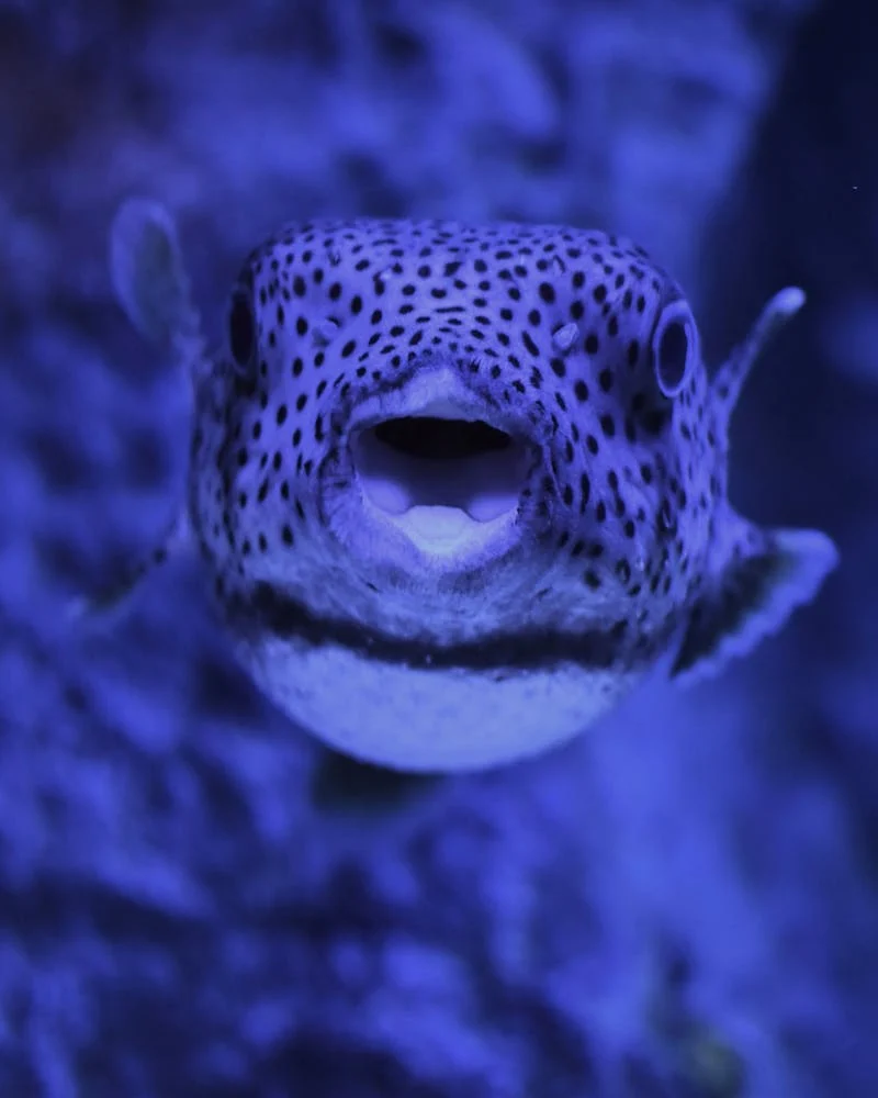 Pufferfish