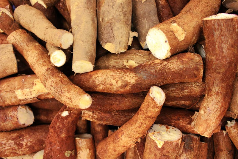 Cassava