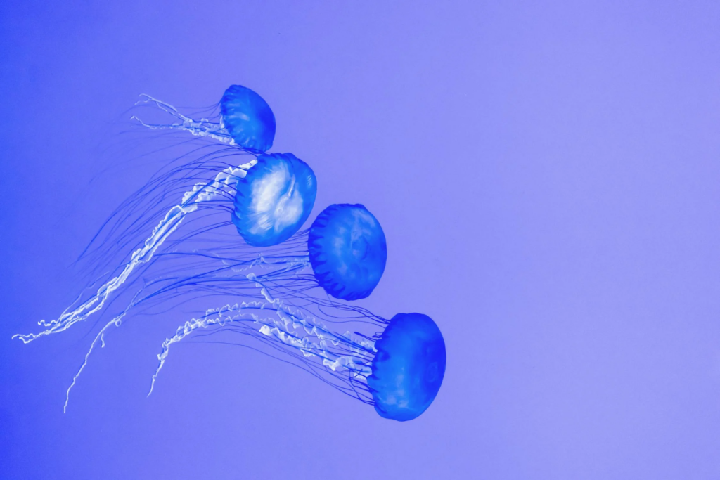 Jellyfish