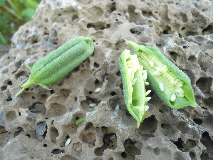 Sesame Seed pods