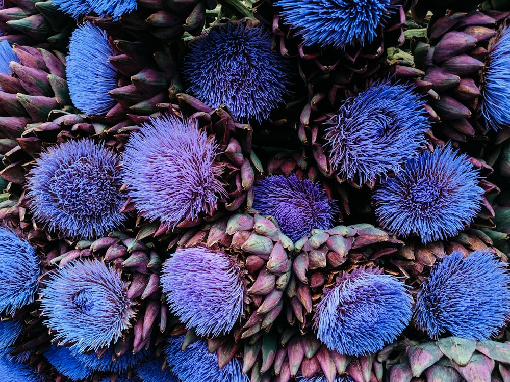 Artichoke flowers
