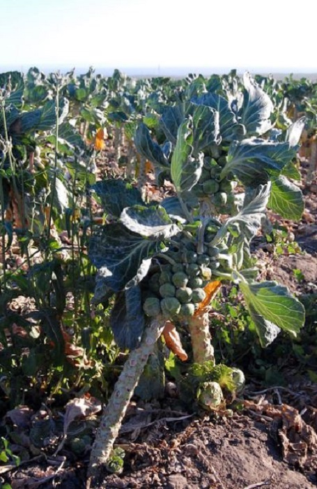 Brussel sprouts plant