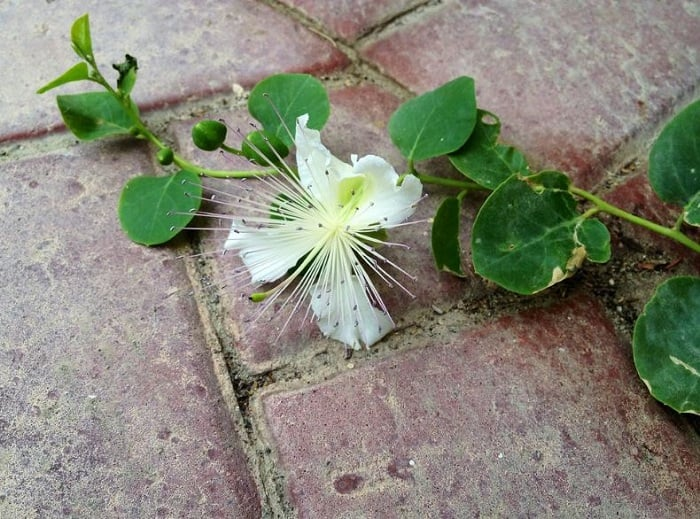 Caper flower