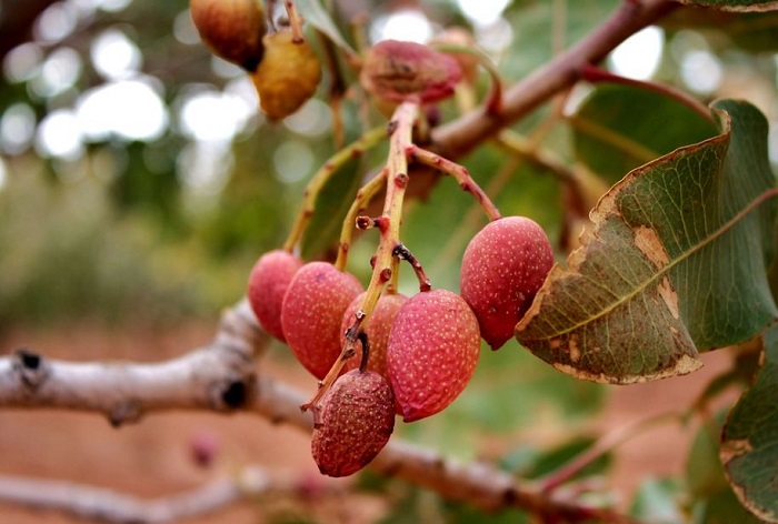 Pistachio fruit on tree