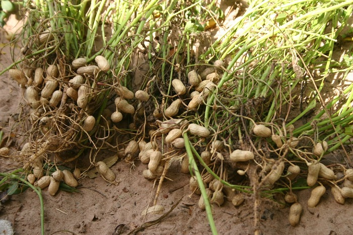 Peanut plant
