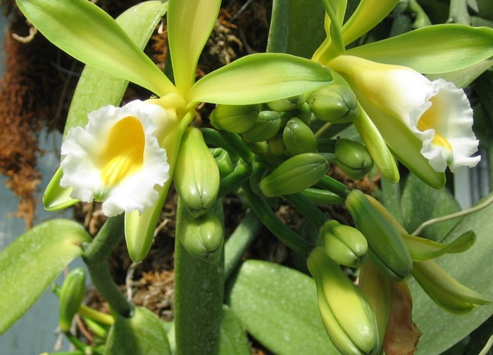 Vanilla Bean