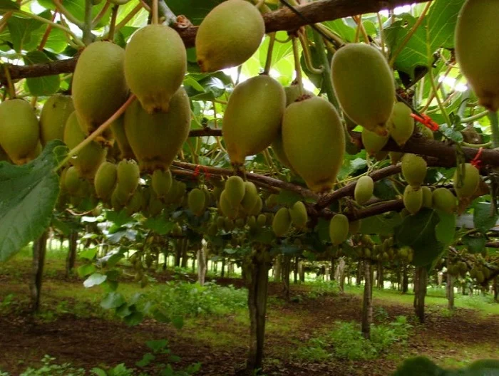 Kiwi Fruit