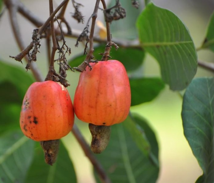 Cashew Fruit