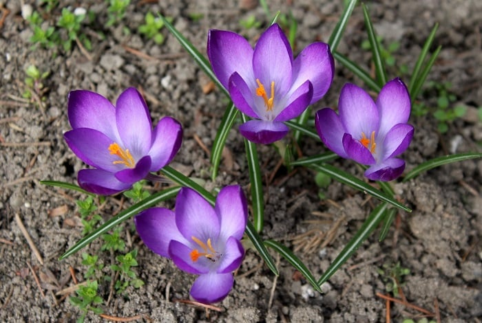Saffron Flowers