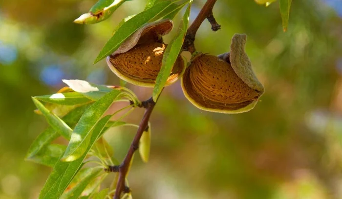 Almond Tree