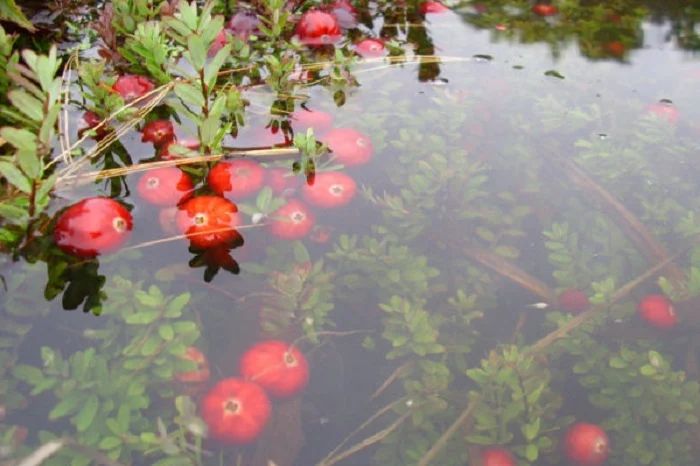 Cranberry Shrubs