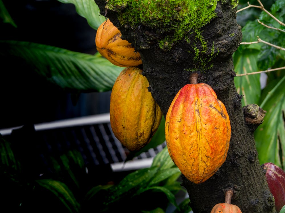 Cacao Fruits On Tree
