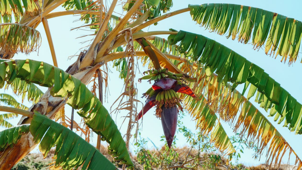 Banana tree
