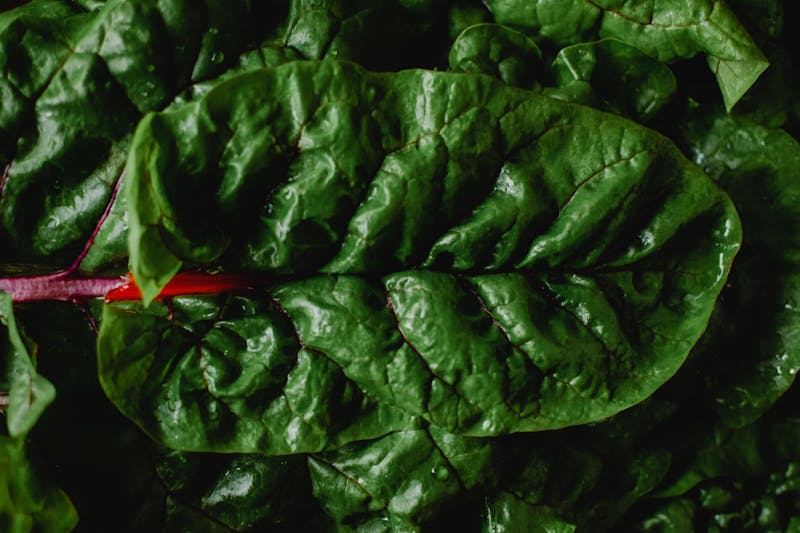 Rhubarb leaf