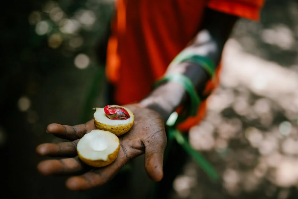 Crop ethnic person with fresh nutmeg in forest
