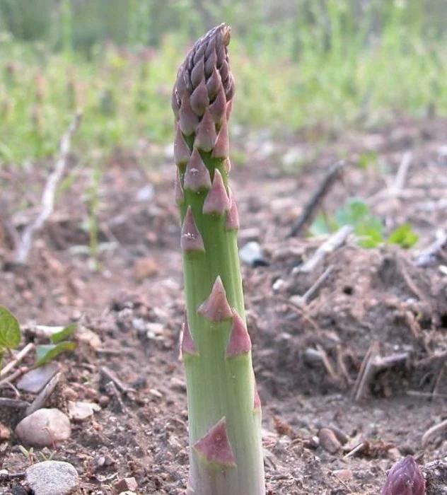 Asparagus spear growing from soil