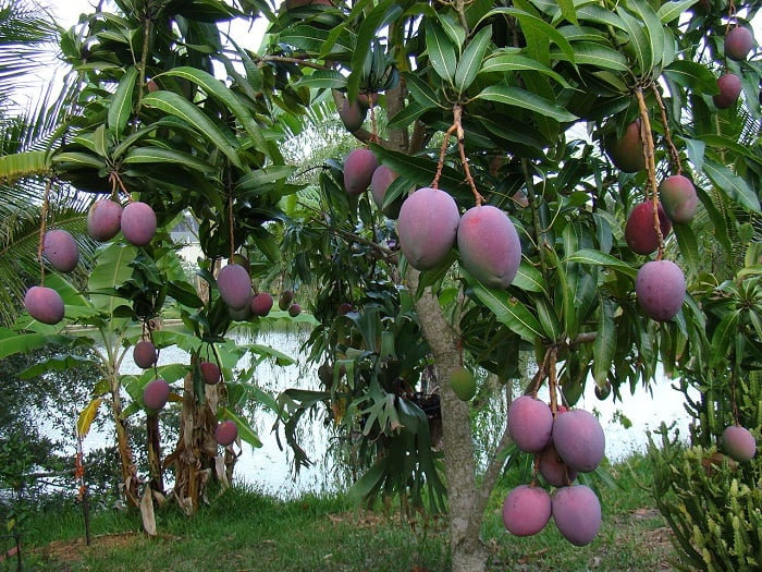 Mango tree
