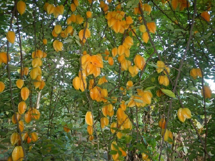 Starfruit tree