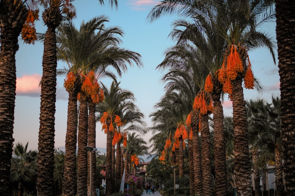 Date Palm Trees