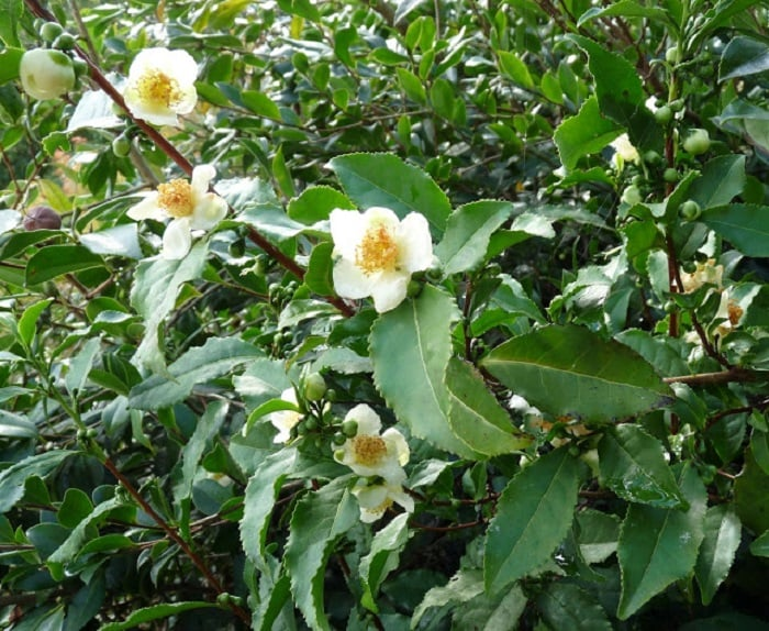 camellia tea 