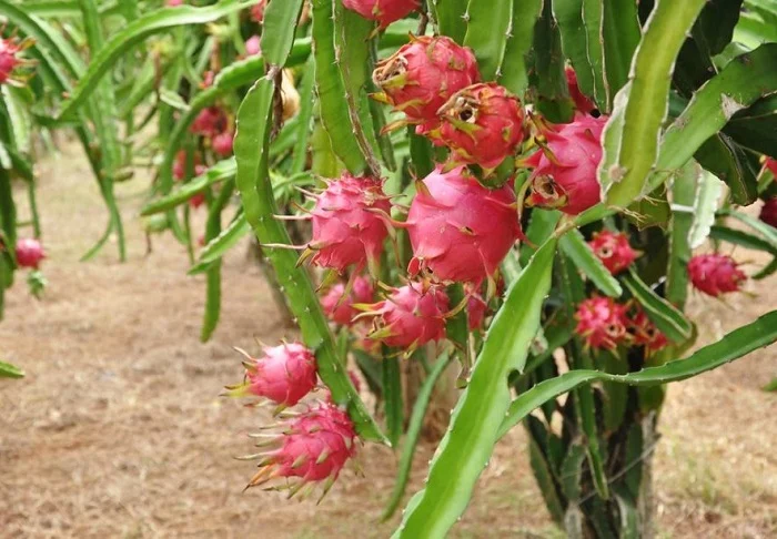 Dragonfruit