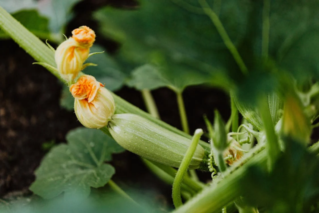 Zucchini plant