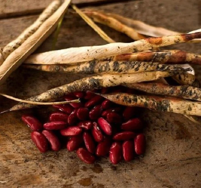 Kidney beans