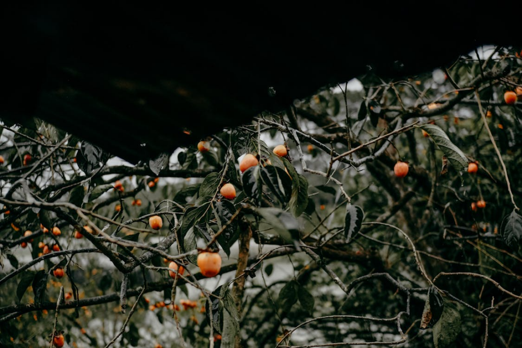 Persimmon tree