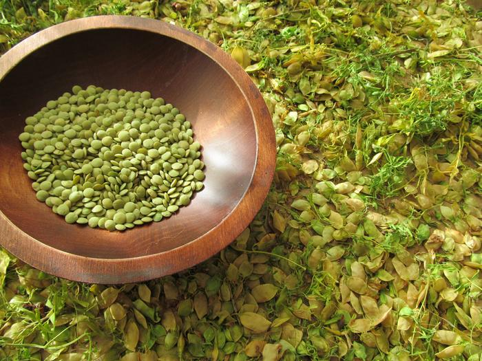 Lentils