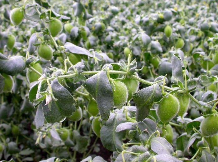 Chickpeas