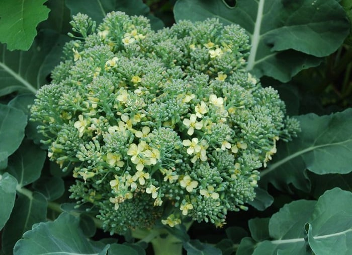 Broccoli plant