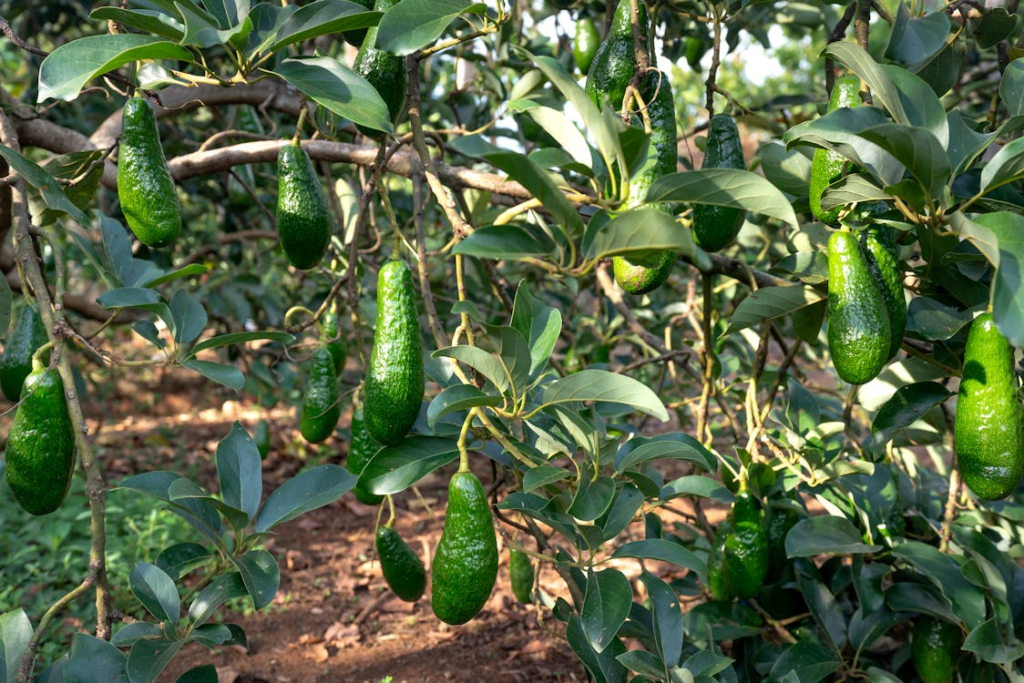 Avocado tree
