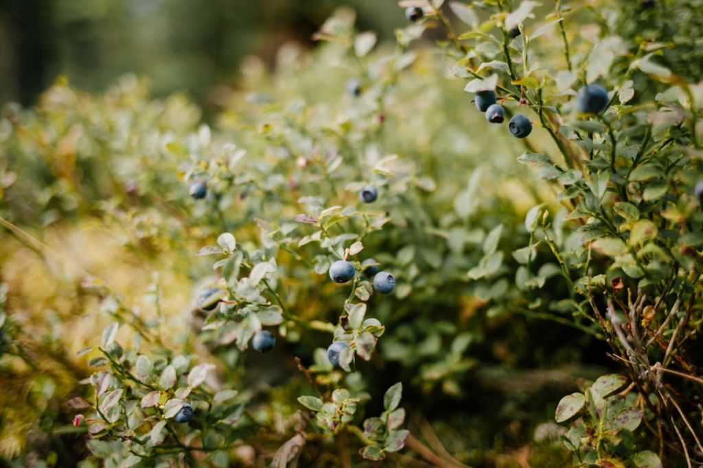 Blueberries growing on fresh green bush
