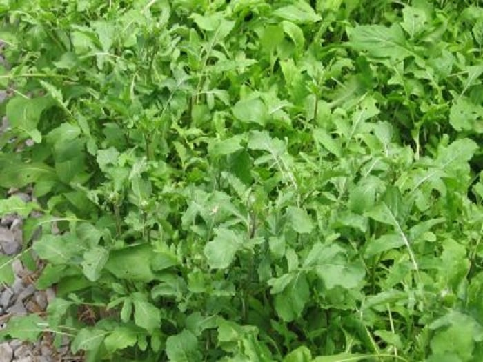 Arugula plant