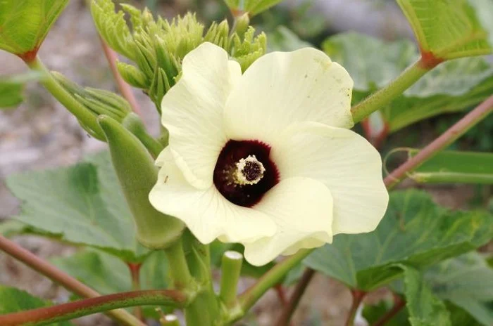 Okra Plant