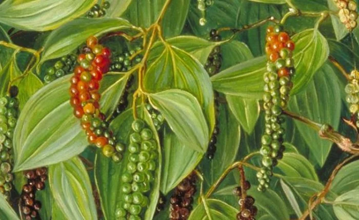 Pepper plant