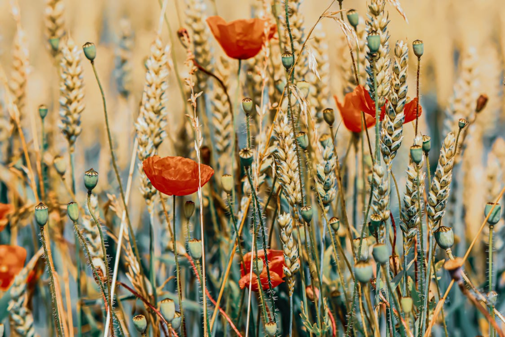 Wildflowers and Poppy on Meadow
