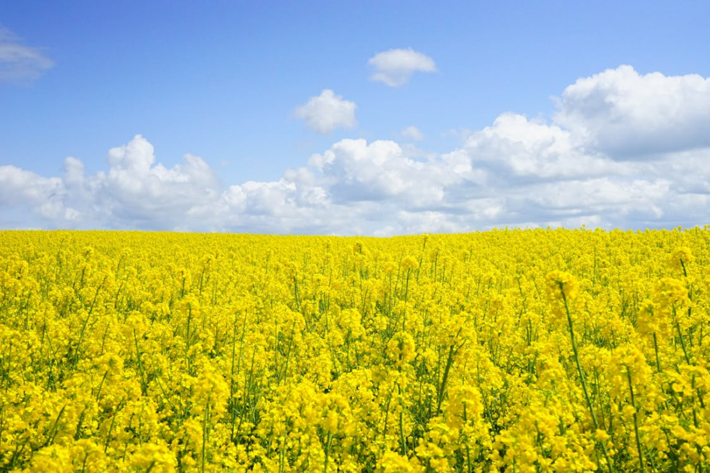 Mustard flowers