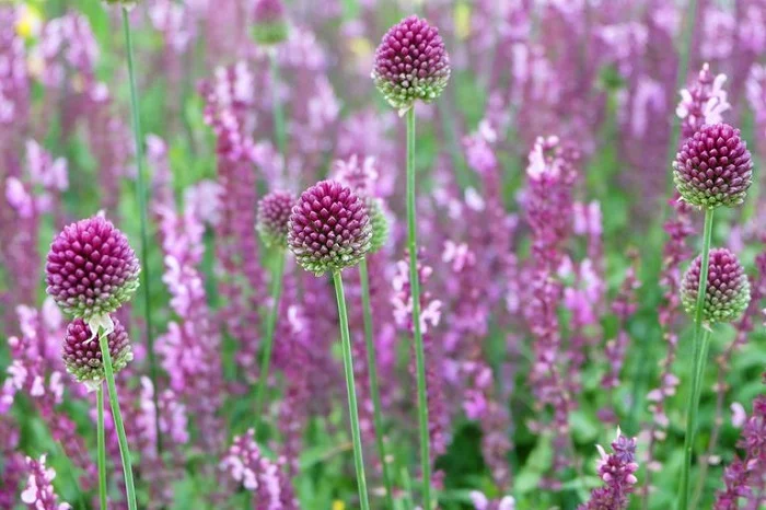 Garlic flowers