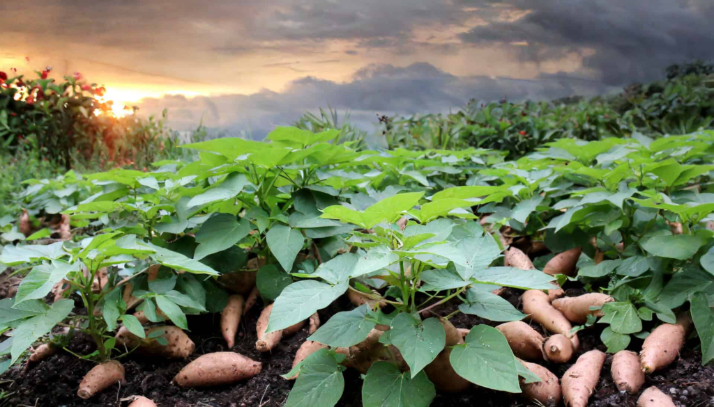 Sweet potatoes