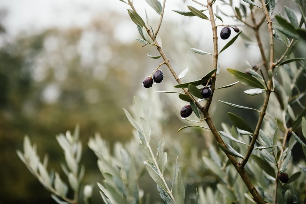 Olive tree