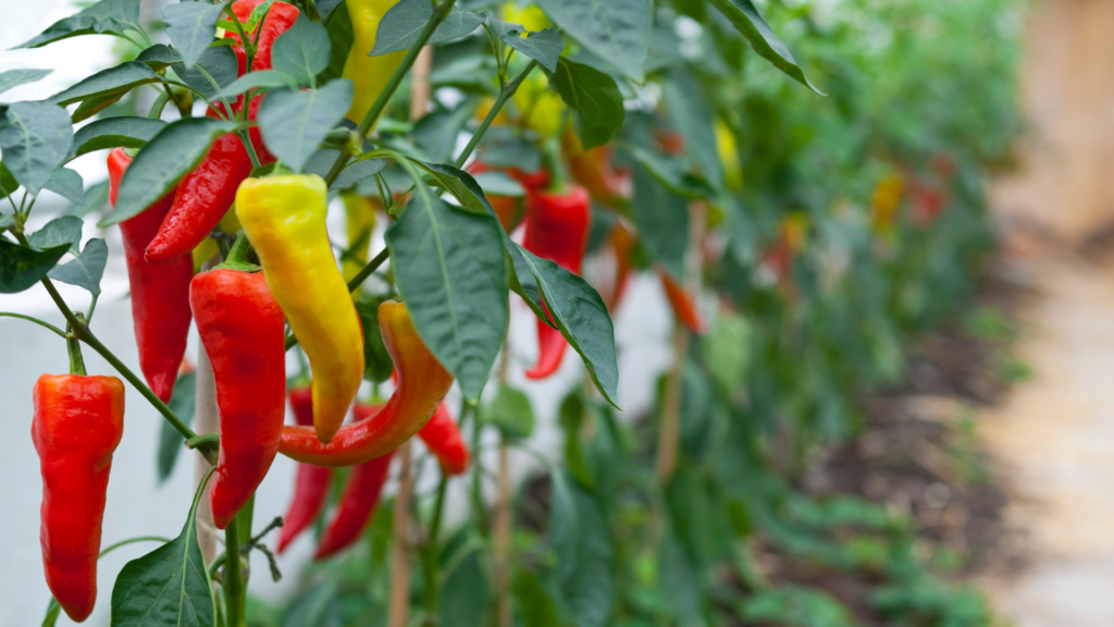 Paprika plant