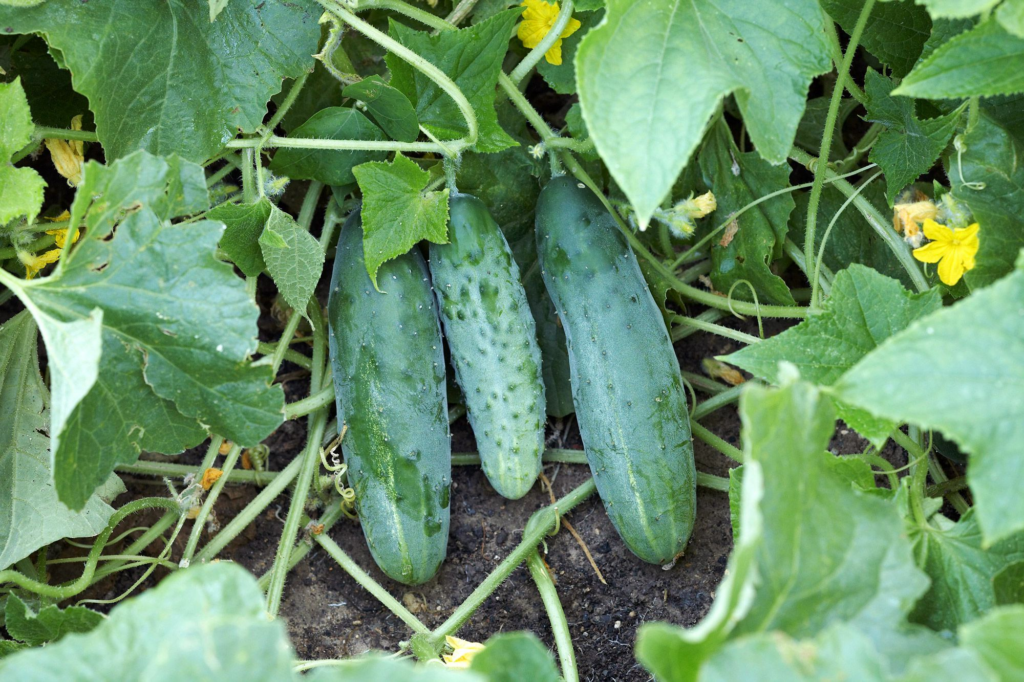 Cucumber plant