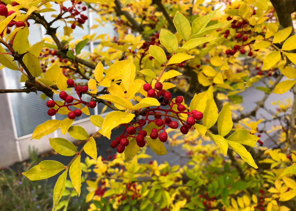 Sichuan Pepper