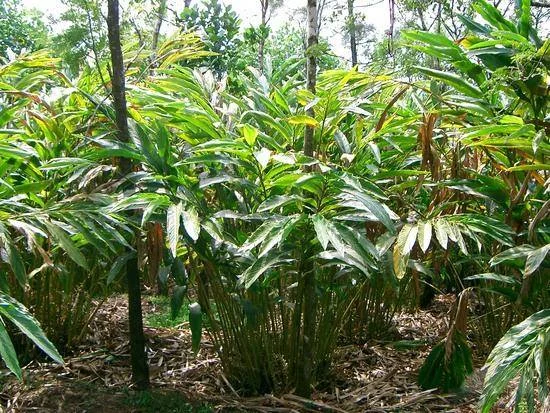 Cardamom plant