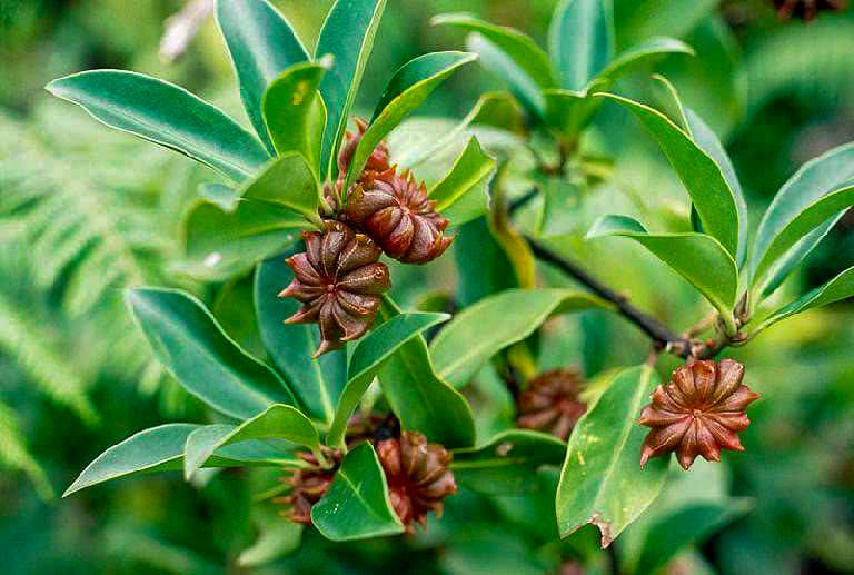 Star anise