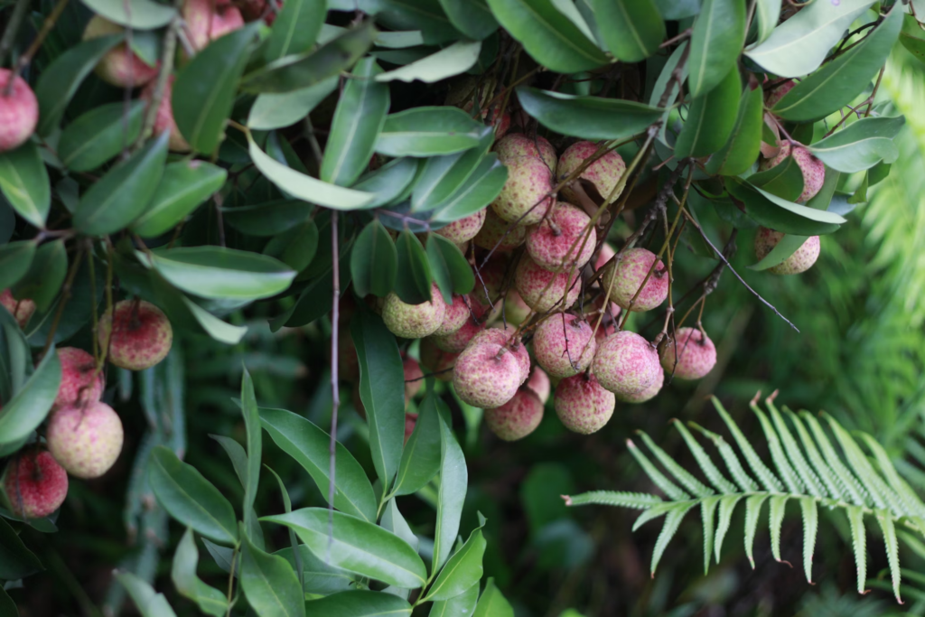Lychee tree