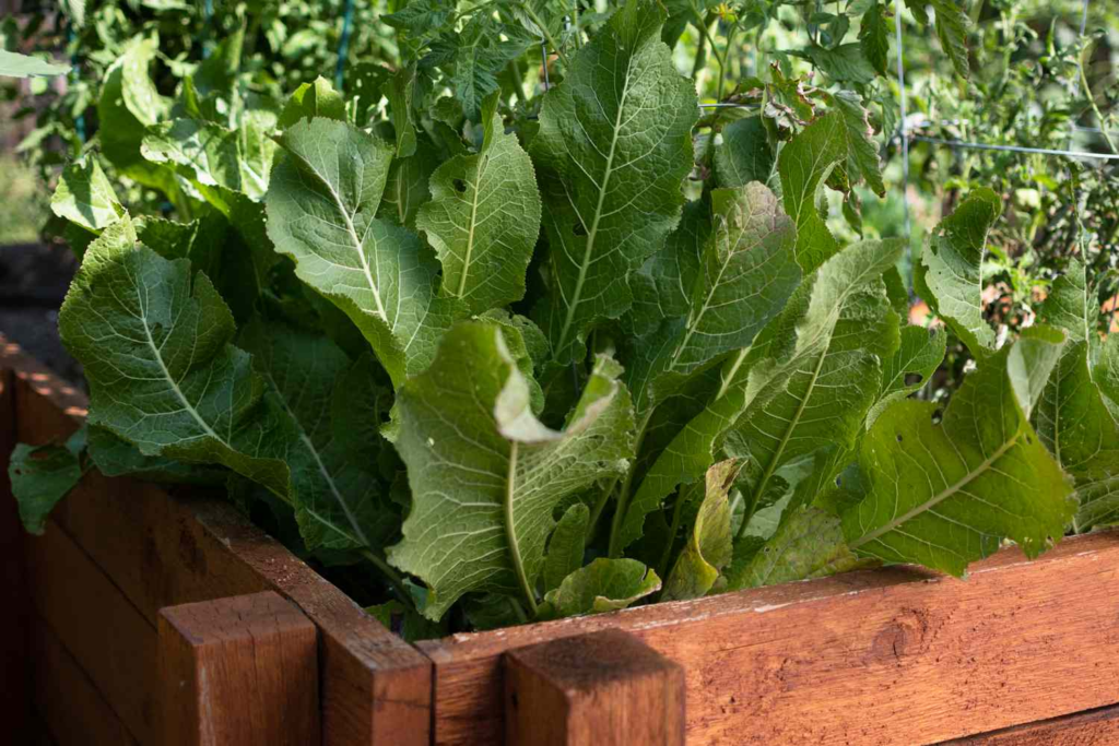 Horseradish
